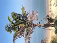  Residential Plot for Sale in Vengurla, Sindhudurg