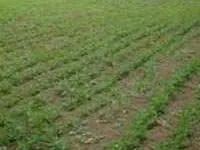  Agricultural Land for Sale in Nurpur, Kangra
