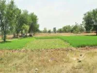  Agricultural Land for Sale in Dadri, Bhiwani