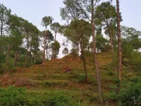  Agricultural Land for Sale in Morni Hills, Panchkula
