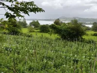  Agricultural Land for Sale in Ghoti Budruk, Nashik