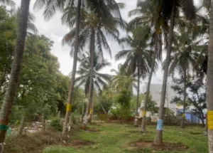  Agricultural Land for Sale in Pollachi, Coimbatore