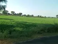 Agricultural Land for Sale in Kamrej, Surat