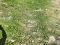  Residential Plot for Sale in Rajpur, Palampur