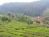  Residential Plot for Sale in Thuneri, Ooty