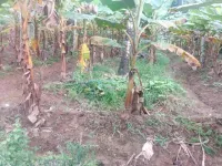  Agricultural Land for Sale in Manjeri, Malappuram