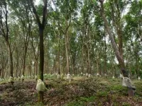  Agricultural Land for Sale in Manjeri, Malappuram