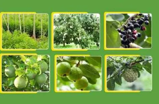  240 Sq. Yards Farm House for Sale in Shankarpally, Rangareddy