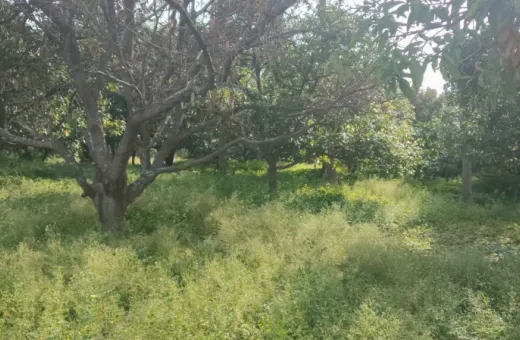  55 Cent Residential Plot for Sale in Natrampalli, Vellore