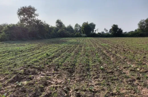  10000 Sq.ft. Agricultural/Farm Land for Sale in Rajupura, Anand