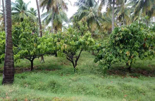 25 Acre Agricultural/Farm Land for Sale in Kadayanallur, Tirunelveli