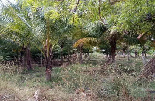 11 Acre Agricultural/Farm Land for Sale in Tenkasi, Tirunelveli