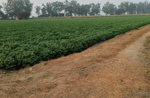  1 Acre Agricultural/Farm Land for Sale in Doraha, Ludhiana