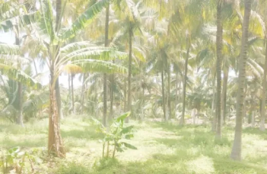  3 Acre Agricultural/Farm Land for Sale in Pollachi, Coimbatore