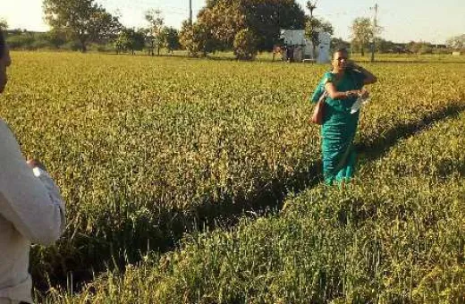  6 Acre Agricultural/Farm Land for Sale in Gudur, Nellore