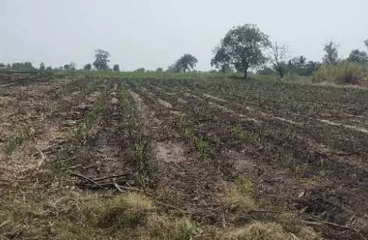  7 Acre Agricultural/Farm Land for Sale in Gangapur Aurangabad