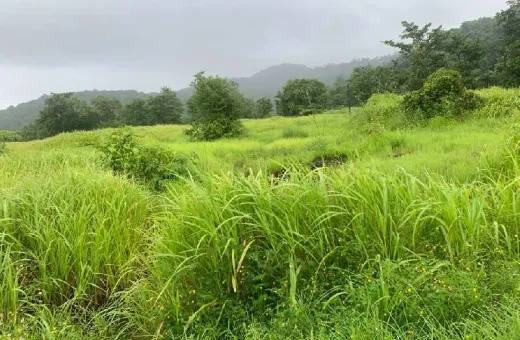  10 Acre Agricultural/Farm Land for Sale in Mandangad, Ratnagiri