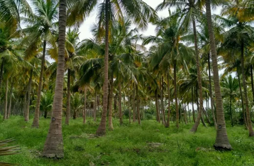  5380 Sq.ft. Agricultural/Farm Land for Sale in Vallioor,Tirunelveli