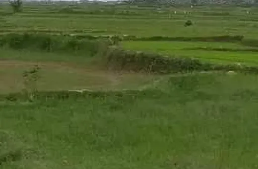  5 Acre Agricultural/Farm Land for Sale in Balugaon, Khordha