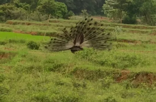  6 Acre Residential Plot for Sale in Alwarkurichi, Tirunelveli