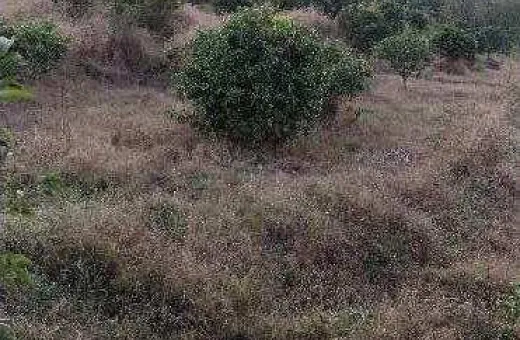  12 Acre Agricultural/Farm Land for Sale in Dharampur, Valsad