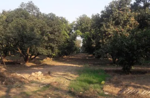  4887 Sq. Meter Agricultural/Farm Land for Sale in Dharampur,Valsad