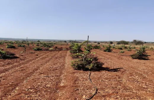  5 Ares Agricultural/Farm Land for Sale in Zaheerabad, Sangareddy
