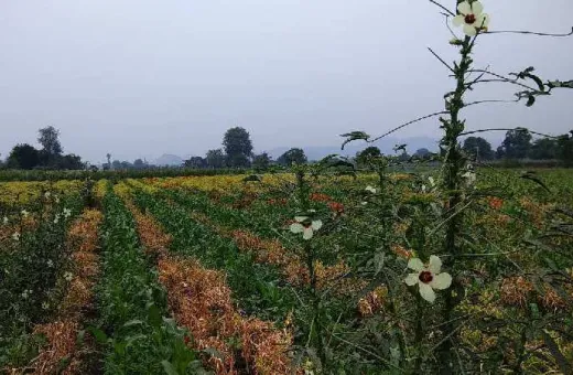  1 Acre Agricultural/Farm Land for Sale in Kannad, Chhatrapati Sambhajinagar