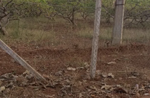  13 Acre Agricultural/Farm Land for Sale in Kohir, Sangareddy