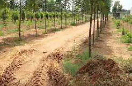  121 Sq. Yards Agricultural/Farm Land for Sale in Yadagirigutta, Hyderabad