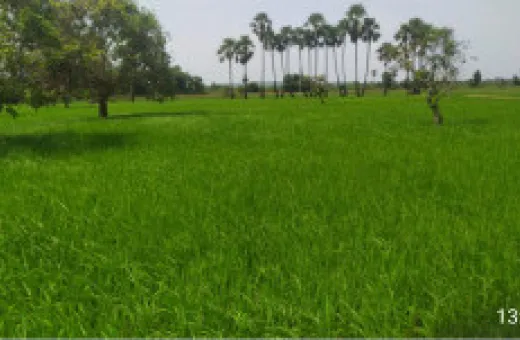  5 Ares Agricultural/Farm Land for Sale in Chintalapudi, West Godavari