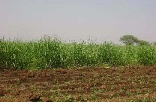  97 Bigha Agricultural/Farm Land for Sale in Tarapur, Anand