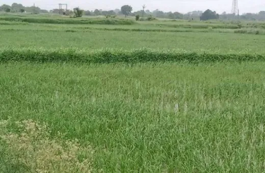  450 Sq.ft. Commercial Land for Sale in Jewar, Gautam Buddha Nagar