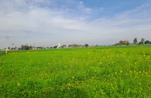  13 Acre Agricultural/Farm Land for Sale in Saila Khurd, Hoshiarpur
