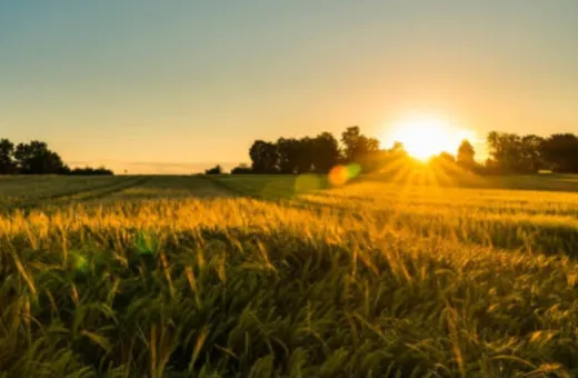  50 Bigha Agricultural/Farm Land for Sale in Yamuna Expressway, Greater Noida
