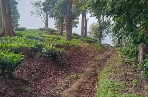  202 Acre Agricultural/Farm Land for Sale in Kumily, Idukki