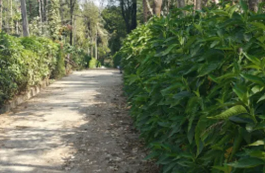  2 Acre Agricultural/Farm Land for Sale in Coorg, Mysore