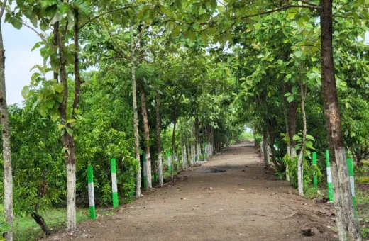  10000 Sq.ft. Agricultural/Farm Land for Sale in East Coast Road, Chennai