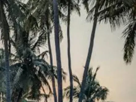  2 Acre Agricultural/Farm Land for Sale in Karamadai,Coimbatore