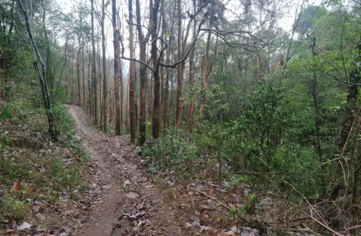  1 Acre Agricultural/Farm Land for Sale in Shenkottai, Tirunelveli