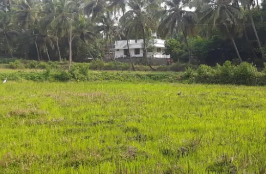  3 Acre Agricultural/Farm Land for Sale in Chittur, Palakkad