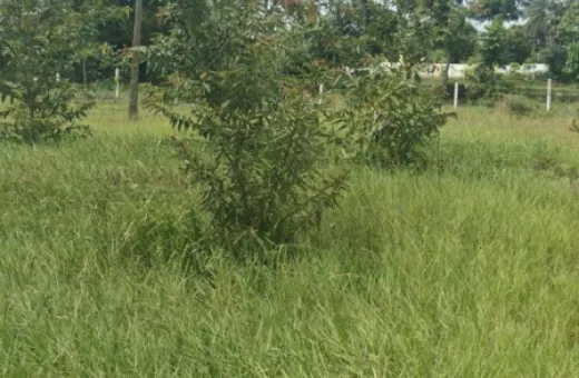 Pulipakkam, Chengalpattu