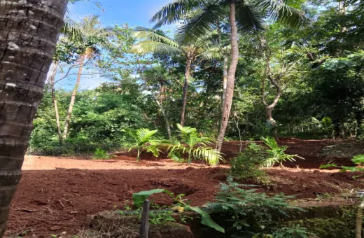  30 Cent Residential Plot for Sale in Iriveri,Kannur