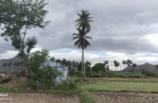  1 Acre Agricultural/Farm Land for Sale in Peraiyur, Madurai