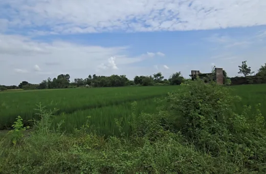  4 Acre Agricultural/Farm Land for Sale in Asudha Village, Bahadurgarh
