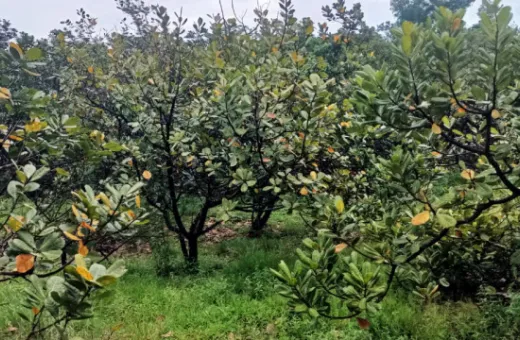  100 Acre Residential Plot for Sale in Dodamarg, Sindhudurg