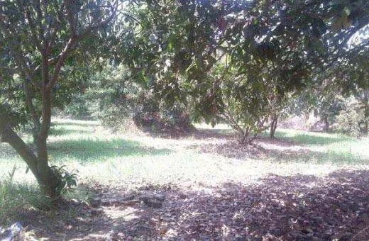  8 Acre Agricultural/Farm Land for Sale in Sarigam, Valsad