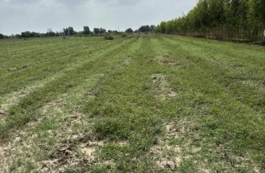  118 Bigha Agricultural/Farm Land for Sale in Dabhoi, Vadodara