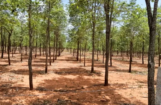 2420 Sq. Yards Agricultural/Farm Land for Sale in Dubagunata, Nellore