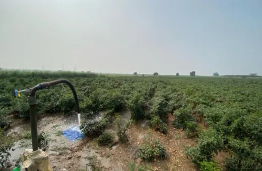  3 Acre Residential Plot for Sale in Gurazala, Guntur